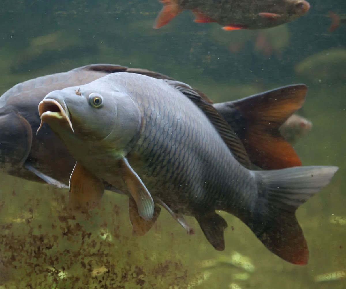 Европейский Благородный Олень