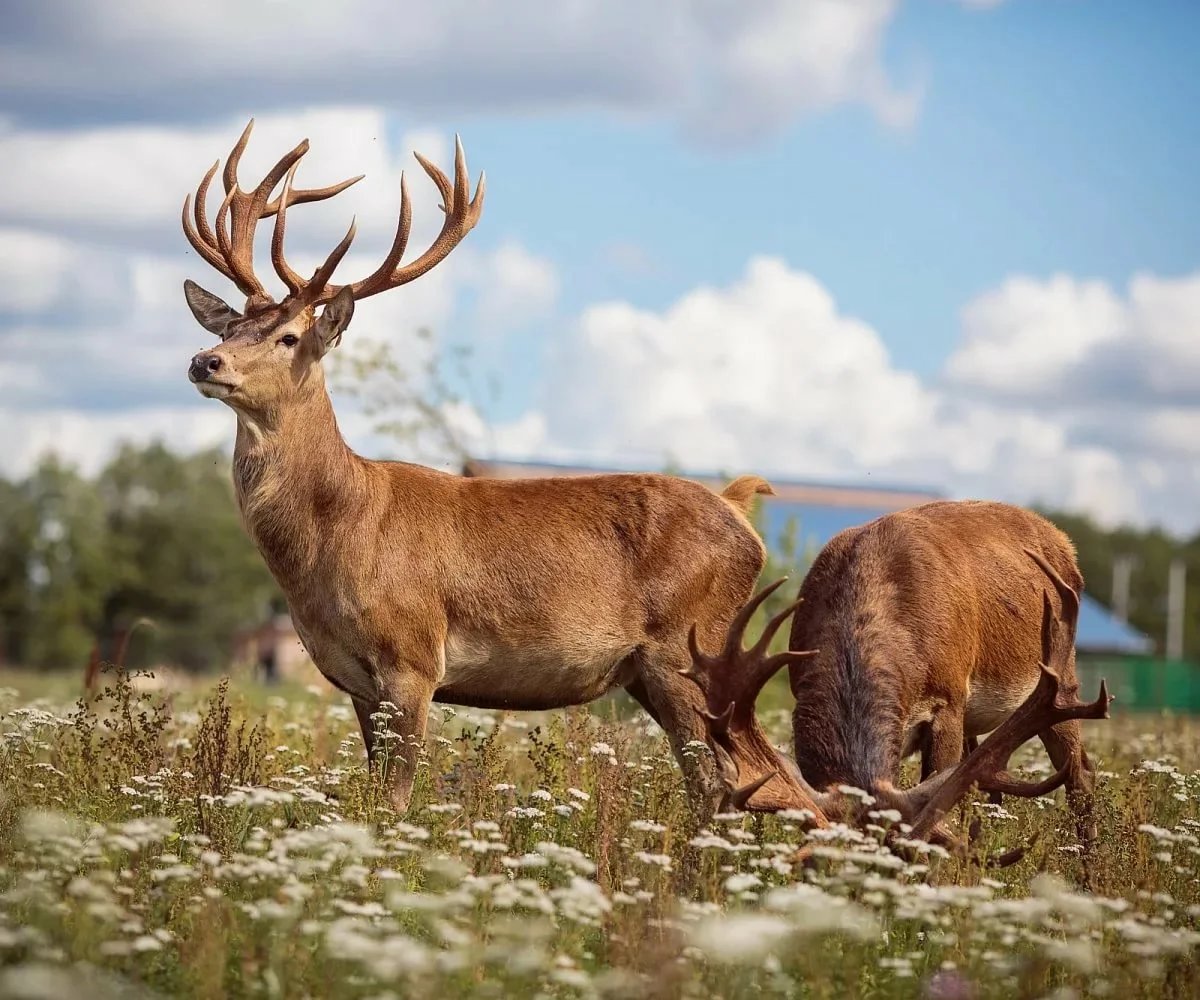 Европейский Благородный Олень