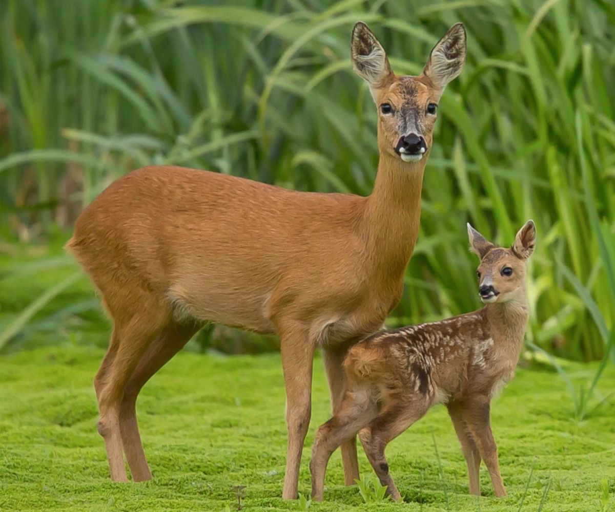 Европейский Благородный Олень